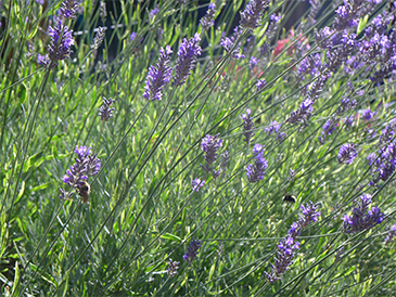 Photo of bees pollinating flowers shot on Lumix LX7